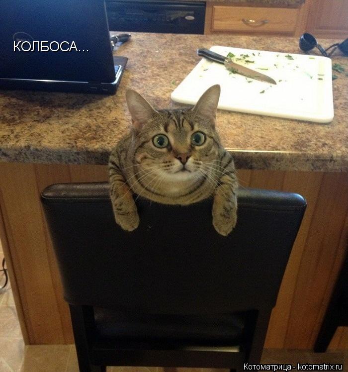 КОЛБОСА...... Котоматрица: КОЛБОСА...