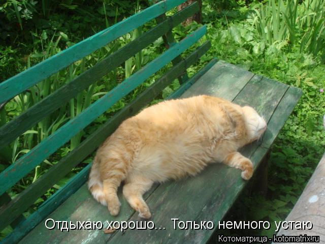 Отдыхаю хорошо... Только немного устаю... Котоматрица: Отдыхаю хорошо... Только немного устаю