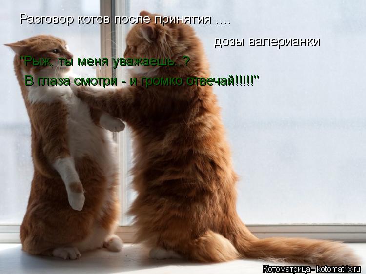 Разговор котов после принятия .... дозы валерианки "Рыж, ты меня уважаешь..? В глаза смотри - и громк... Котоматрица: Разговор котов после принятия .... дозы валерианки "Рыж, ты меня уважаешь..? В глаза смотри - и громко отвечай!!!!!"