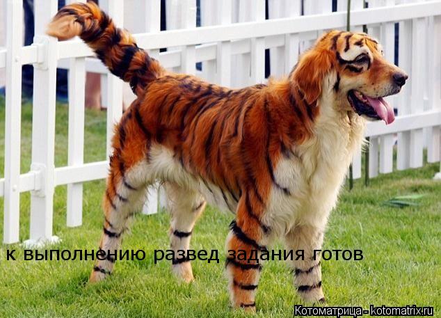 к выполнению развед задания готов... Котоматрица: к выполнению развед задания готов