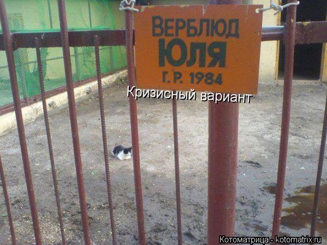 Кризисный вариант... Котоматрица: Кризисный вариант