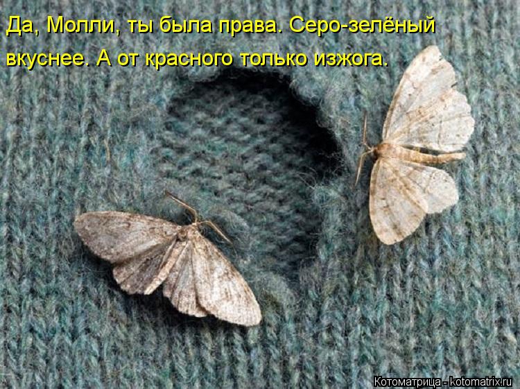 Да, Молли, ты была права. Серо-зелёный вкуснее. А от красного только изжога.... Котоматрица: Да, Молли, ты была права. Серо-зелёный вкуснее. А от красного только изжога.