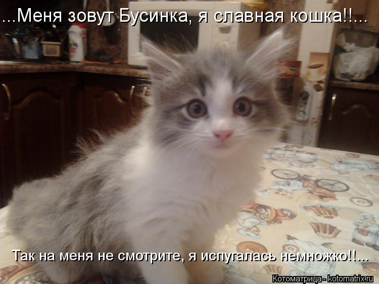 ...Меня зовут Бусинка, я славная кошка!!... Так на меня не смотрите, я испугалась немножко!!...... Котоматрица: ...Меня зовут Бусинка, я славная кошка!!... Так на меня не смотрите, я испугалась немножко!!...