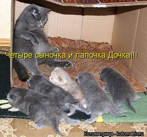 Четыре сыночка и лапочка Дочка!!!... Котоматрица: Четыре сыночка и лапочка Дочка!!!