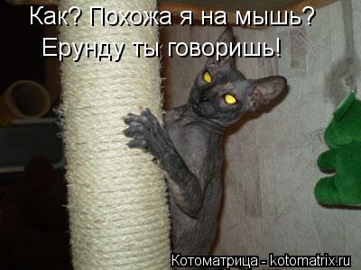 Ерунду ты говоришь! Как? Похожа я на мышь?... Котоматрица: Ерунду ты говоришь! Как? Похожа я на мышь?