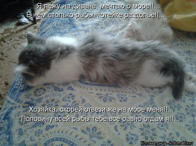 ...Я лежу на диване, мечтаю о море!!... В нем столько рыбы, котейке раздолье!!... Хозяйка, скорей от... Котоматрица: ...Я лежу на диване, мечтаю о море!!... В нем столько рыбы, котейке раздолье!!... Хозяйка, скорей отвези же на море меня!!... Половину всей рыбы тебе