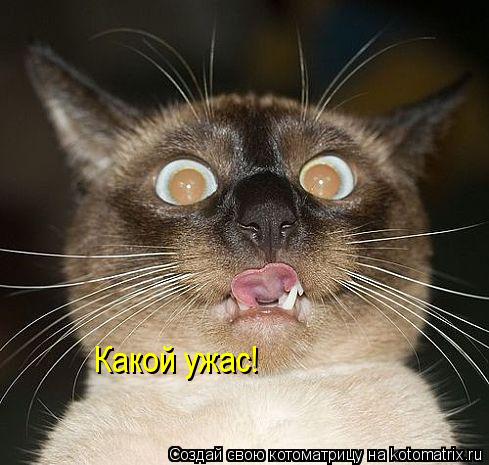 Какой ужас!... Котоматрица: Какой ужас!