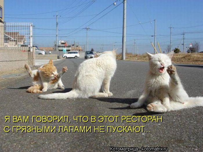 Котоматрица: Я ВАМ ГОВОРИЛ, ЧТО В ЭТОТ РЕСТОРАН  С ГРЯЗНЫМИ ЛАПАМИ НЕ ПУСКАЮТ...