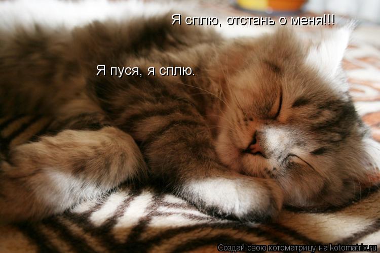 Я сплю, отстань о меня!!! Я пуся, я сплю.... Котоматрица: Я сплю, отстань о меня!!! Я пуся, я сплю.