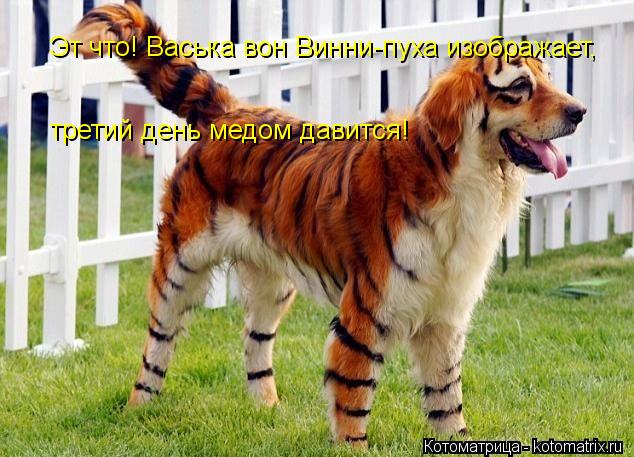 Эт что! Васька вон Винни-пуха изображает, третий день медом давится!... Котоматрица: Эт что! Васька вон Винни-пуха изображает, третий день медом давится!