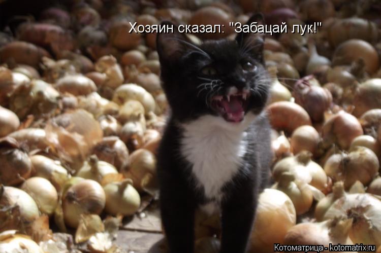 Хозяин сказал: "Забацай лук!"... Котоматрица: Хозяин сказал: "Забацай лук!"