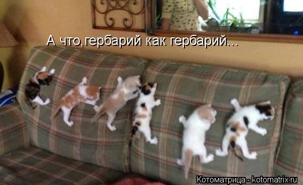 А что,гербарий как гербарий...... Котоматрица: А что,гербарий как гербарий...