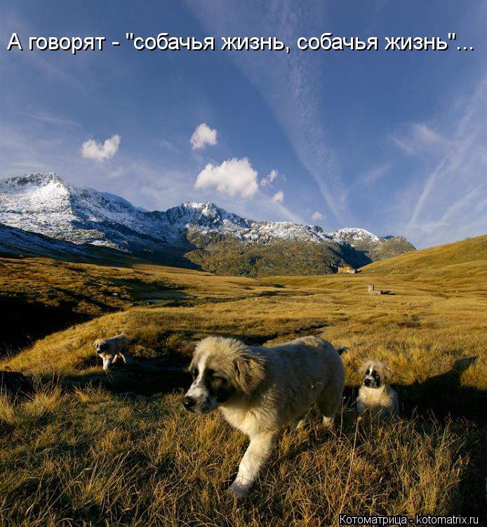 А говорят - "собачья жизнь, собачья жизнь"...... Котоматрица: А говорят - "собачья жизнь, собачья жизнь"...