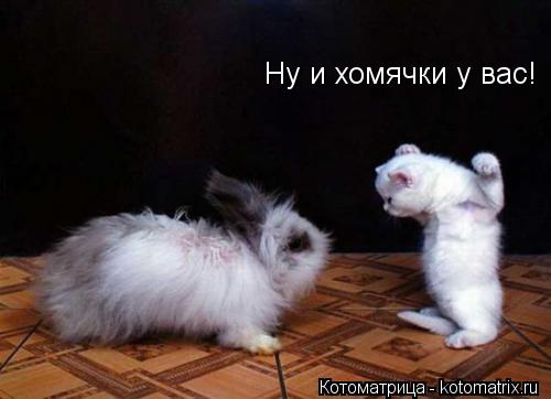 Ну и хомячки у вас!... Котоматрица: Ну и хомячки у вас!