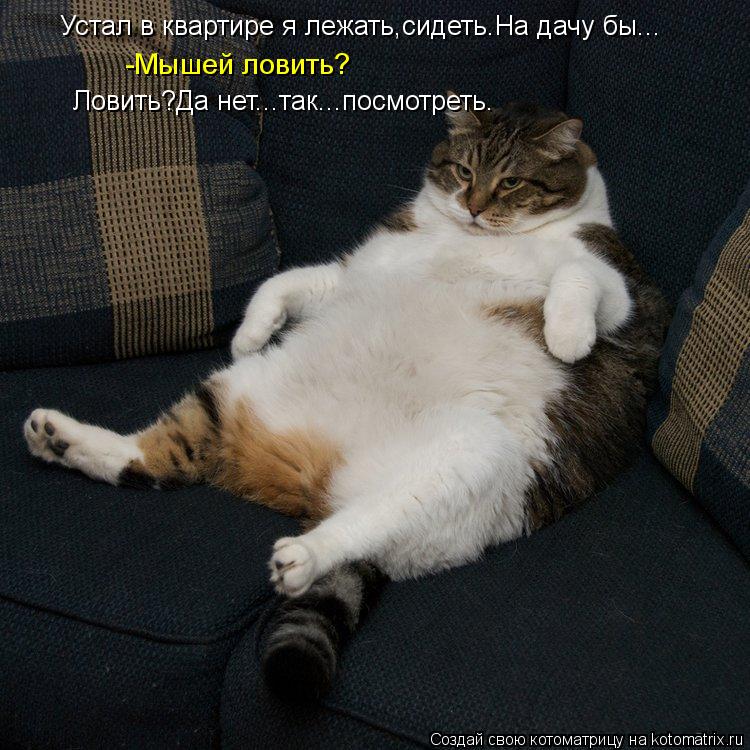 Котоматрица: Устал в квартире я лежать,сидеть.На дачу бы... -Мышей ловить?  Ловить?Да нет...так...посмотреть.