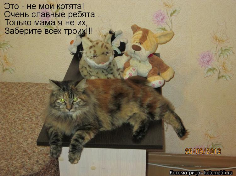 Это - не мои котята! Очень славные ребята... Только мама я не их, Заберите всех троих!!!... Котоматрица: Это - не мои котята! Очень славные ребята... Только мама я не их, Заберите всех троих!!!