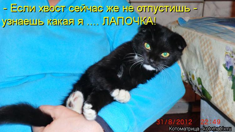 Котоматрица: - Если хвост сейчас же не отпустишь - узнаешь какая я .... ЛАПОЧКА!