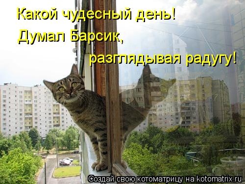 Какой чудесный день! Думал Барсик, разглядывая радугу!... Котоматрица: Какой чудесный день! Думал Барсик, разглядывая радугу!
