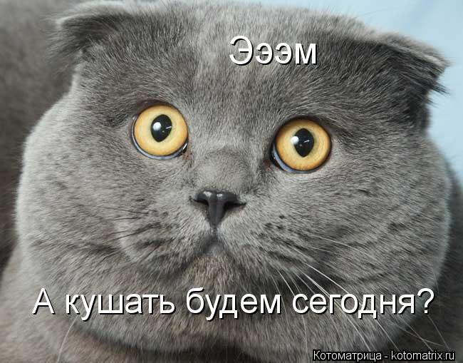 Эээм А кушать будем сегодня?... Котоматрица: Эээм А кушать будем сегодня?