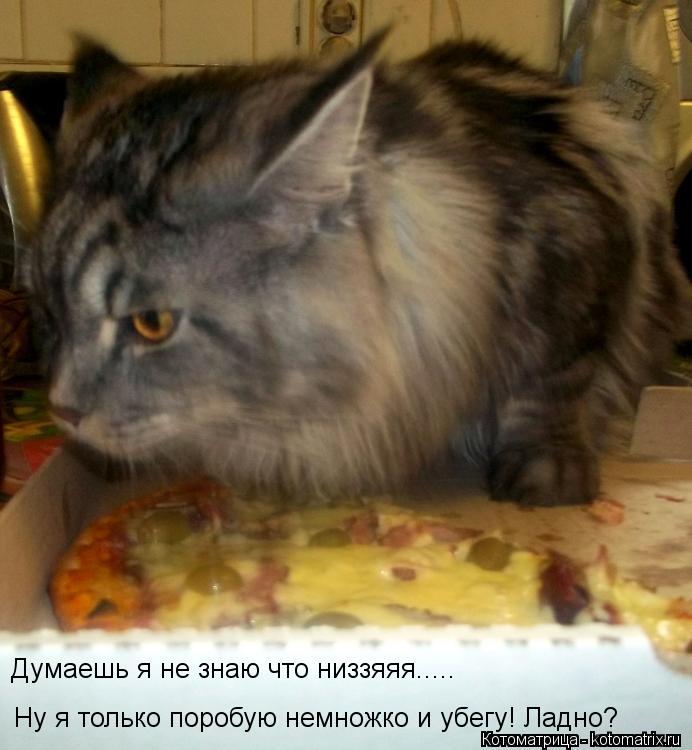 Котоматрица: Ну я только поробую немножко и убегу! Ладно? Думаешь я не знаю что низзяяя.....