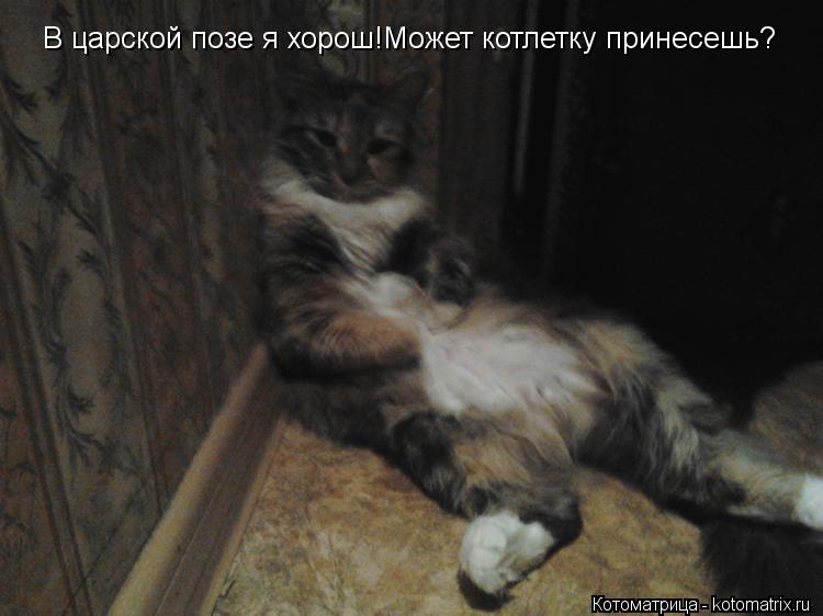 В царской позе я хорош!Может котлетку принесешь?... Котоматрица: В царской позе я хорош!Может котлетку принесешь?