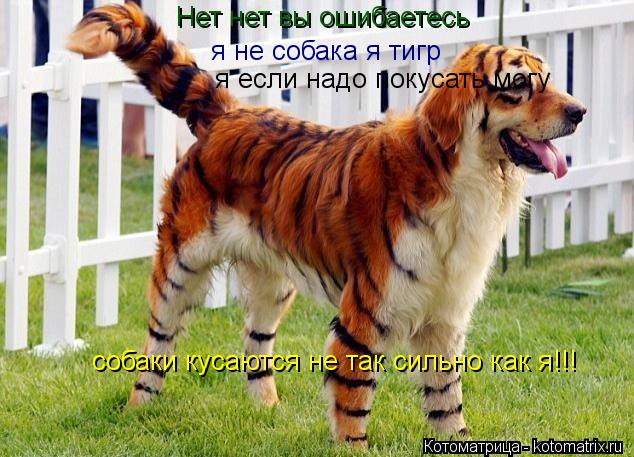 Нет нет вы ошибаетесь я не собака я тигр я если надо покусать могу собаки кусаются не так сильно ка... Котоматрица: Нет нет вы ошибаетесь я не собака я тигр я если надо покусать могу собаки кусаются не так сильно как я!!!