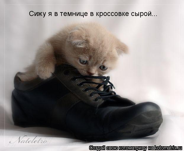 Сижу я в темнице в кроссовке сырой...... Котоматрица: Сижу я в темнице в кроссовке сырой...