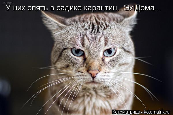 У них опять в садике карантин...Эх!Дома...... Котоматрица: У них опять в садике карантин...Эх!Дома...