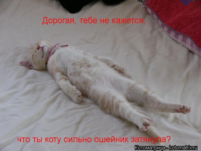 Котоматрица: Дорогая, тебе не кажется,   что ты коту сильно ошейник затянула?