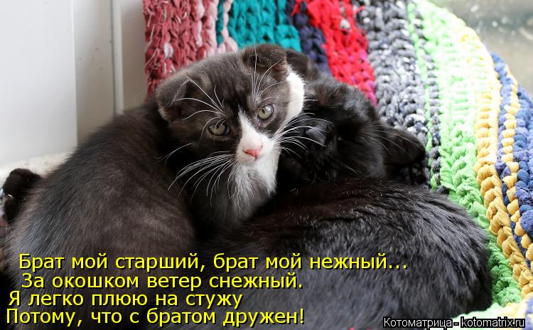 Брат мой старший, брат мой нежный... За окошком ветер снежный. Я легко плюю на стужу Потому, что с бр... Котоматрица: Брат мой старший, брат мой нежный... За окошком ветер снежный. Я легко плюю на стужу Потому, что с братом дружен!