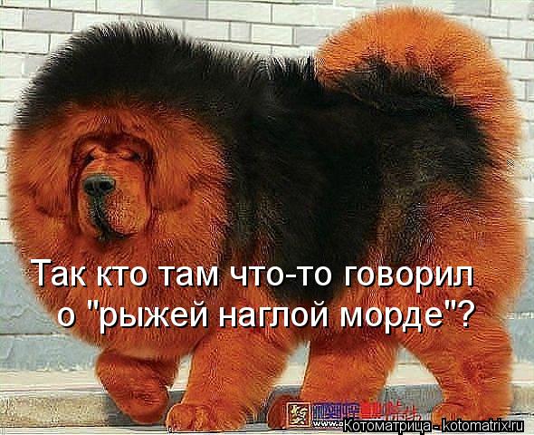 Так кто там что-то говорил о "рыжей наглой морде"?... Котоматрица: Так кто там что-то говорил о "рыжей наглой морде"?