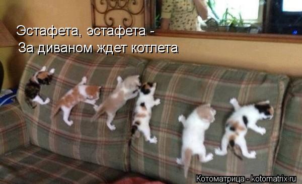 Эстафета, эстафета - За диваном ждет котлета... Котоматрица: Эстафета, эстафета - За диваном ждет котлета