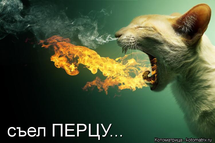 съел ПЕРЦУ...... Котоматрица: съел ПЕРЦУ...
