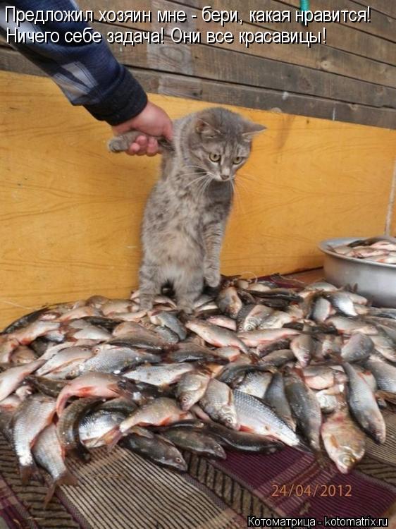 Котоматрица: Предложил хозяин мне - бери, какая нравится! Ничего себе задача! Они все красавицы!