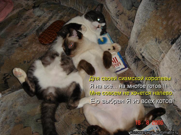 Ею выбран Я из всех котов! Для своей сиамской королевы Мне совсем не хочется налево. Я на всё... на м... Котоматрица: Ею выбран Я из всех котов! Для своей сиамской королевы Мне совсем не хочется налево. Я на всё... на многое готов!!!