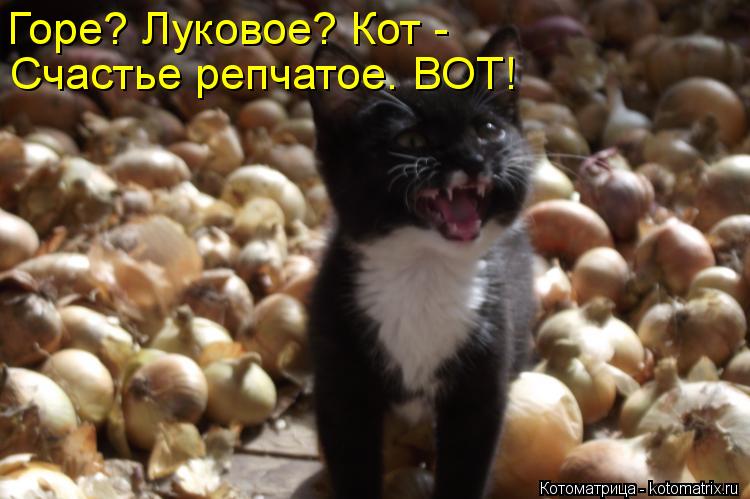 Горе? Луковое? Кот - Счастье репчатое. ВОТ!... Котоматрица: Горе? Луковое? Кот - Счастье репчатое. ВОТ!