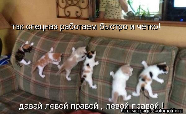 так спецназ работаем быстро и чётко! давай левой правой , левой правой !... Котоматрица: так спецназ работаем быстро и чётко! давай левой правой , левой правой !