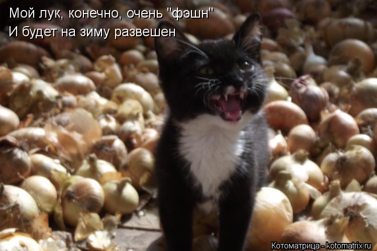 Мой лук, конечно, очень "фэшн" И будет на зиму развешен... Котоматрица: Мой лук, конечно, очень "фэшн" И будет на зиму развешен