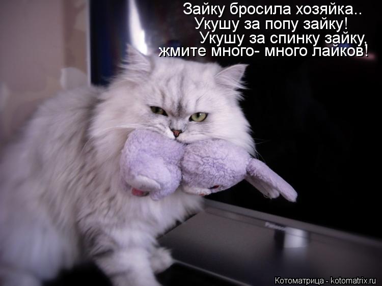 Котоматрица: Зайку бросила хозяйка.. Укушу за попу зайку! Укушу за спинку зайку, жмите много- много лайков!