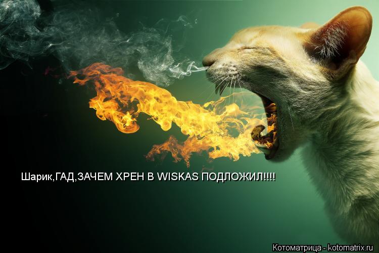 Шарик,ГАД,ЗАЧЕМ ХРЕН В WISKAS ПОДЛОЖИЛ!!!!... Котоматрица: Шарик,ГАД,ЗАЧЕМ ХРЕН В WISKAS ПОДЛОЖИЛ!!!!