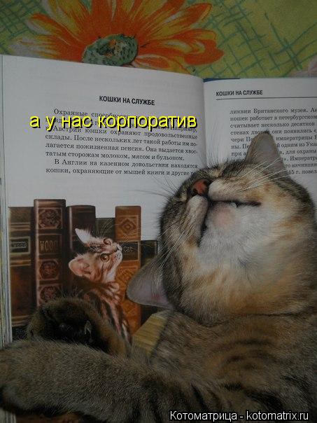а у нас корпоратив... Котоматрица: а у нас корпоратив