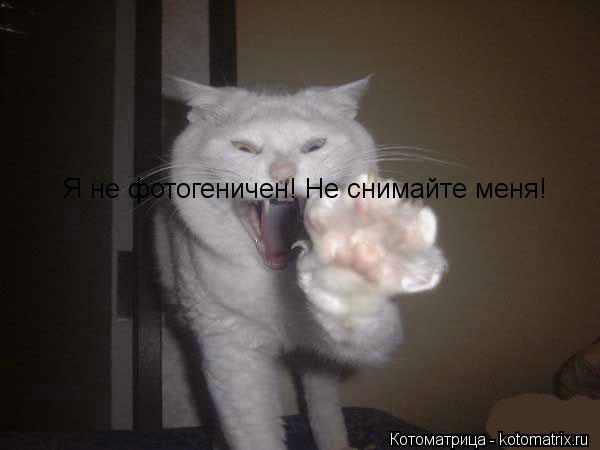 Я не фотогеничен! Не снимайте меня!... Котоматрица: Я не фотогеничен! Не снимайте меня!