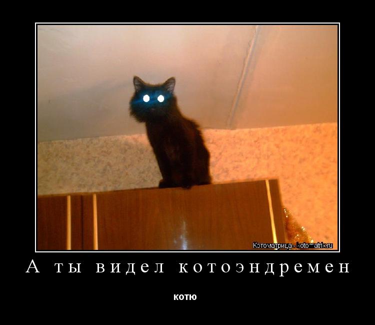 А ты видел котоэндремен котю ... Котоматрица: А ты видел котоэндремен котю