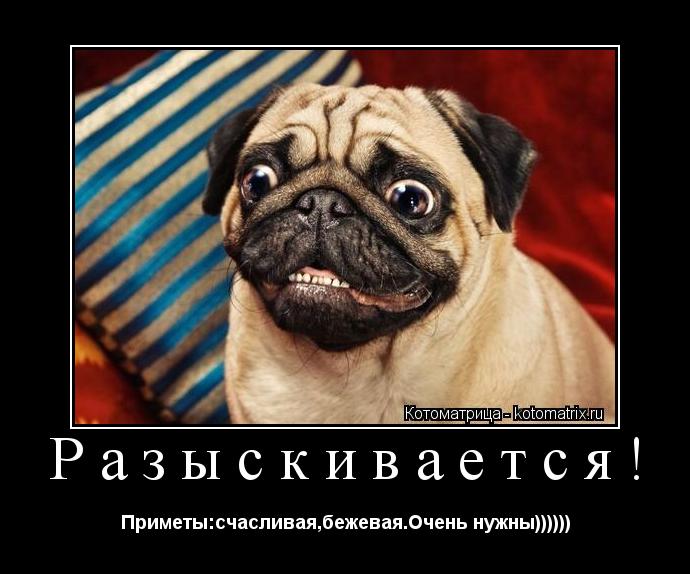 Разыскивается! Приметы:счасливая,бежевая.Очень нужны))))))... Котоматрица: Разыскивается! Приметы:счасливая,бежевая.Очень нужны))))))