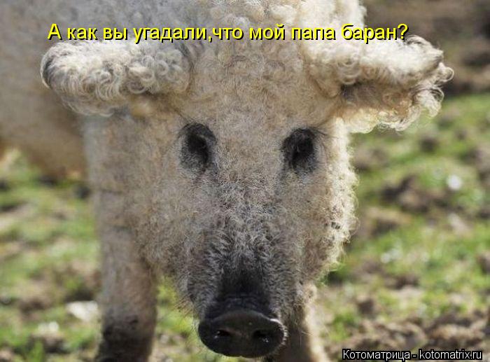 А как вы угадали,что мой папа баран?... Котоматрица: А как вы угадали,что мой папа баран?