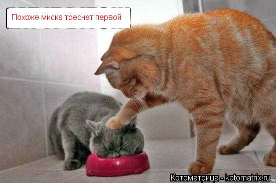 Похоже миска треснет первой... Котоматрица: Похоже миска треснет первой