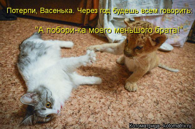 Потерпи, Васенька. Через год будешь всем говорить: "А побори-ка моего меньшого брата!"... Котоматрица: Потерпи, Васенька. Через год будешь всем говорить: "А побори-ка моего меньшого брата!"