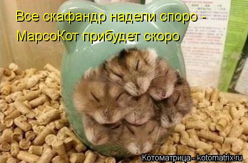 Все скафандр надели споро - МарсоКот прибудет скоро... Котоматрица: Все скафандр надели споро - МарсоКот прибудет скоро