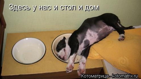 Здесь у нас и стол и дом... Котоматрица: Здесь у нас и стол и дом