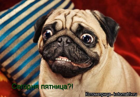 Сегодня пятница?!... Котоматрица: Сегодня пятница?!